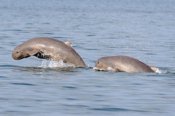 MANGROVE & IRRAWADDY DOLPHIN WATCHING CRUISE
